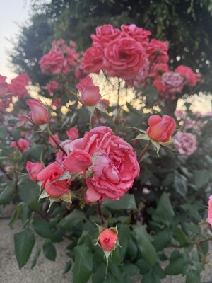 image0_3.jpeg
